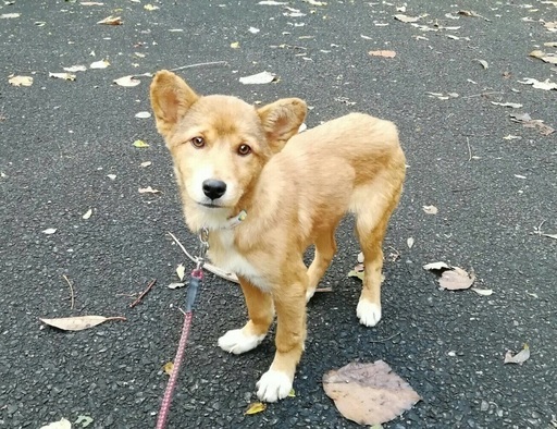 県外譲渡可 生後3カ月弱位の子犬 可愛い女の子が幸せを待っています