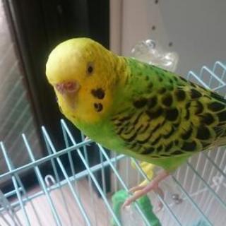 セキセイインコ     素敵なご家族様に 決まりました