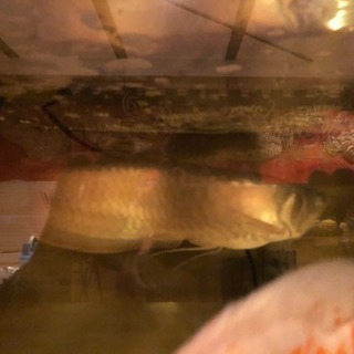 シルバーアロワナ 古代魚 引取り限定