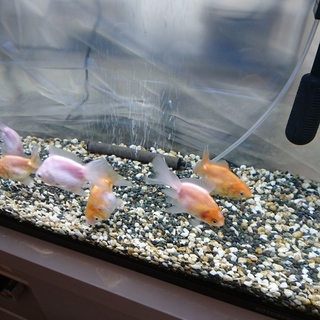 金魚（今年の春の自家繁殖）