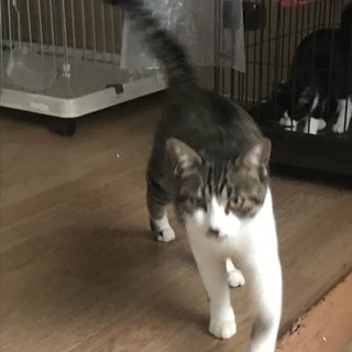 猫を始めた飼う方でも安心の子です^ ^