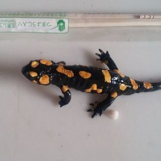 ペア　ファイヤーサラマンダーイエロースポット