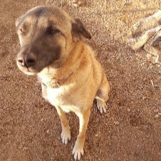 【 急募】里親さんを募集しております