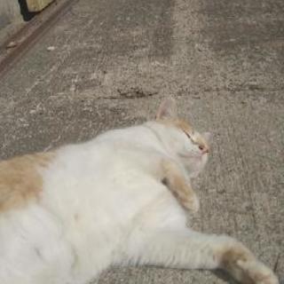 🆘可愛いメス猫🐈️ 避妊手術済み - 猫