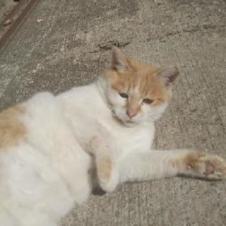 🆘可愛いメス猫🐈️ 避妊手術済み − 長崎県