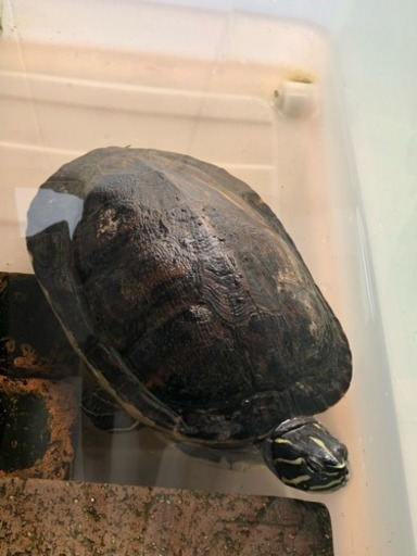 亀 レッドベリータートル 推定13才くらい ミルナツ 常盤平のその他の里親募集 ジモティー