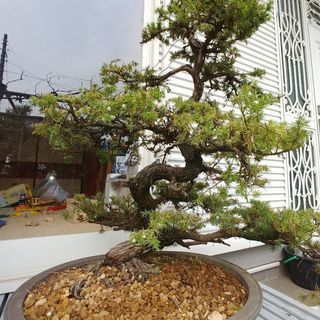 中古杜松が無料 格安で買える ジモティー 中古杜松が無料 格安で買える ジモティー