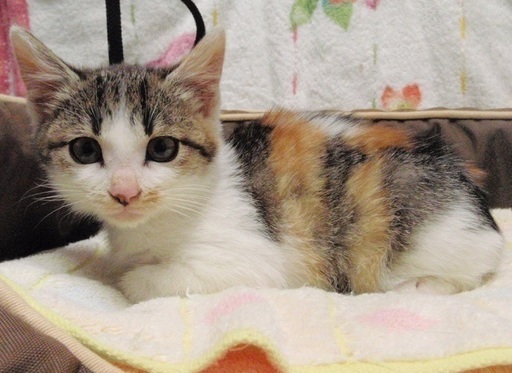 三毛猫メス里親決定 ここちゃん 泉の猫の里親募集 ジモティー