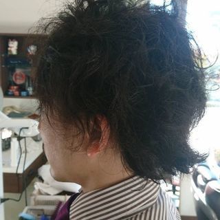 レジオナルヘアシバタ