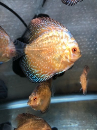 ディスカスの幼魚を引き取ってくれる方 のり 水戸のその他の中古あげます 譲ります ジモティーで不用品の処分