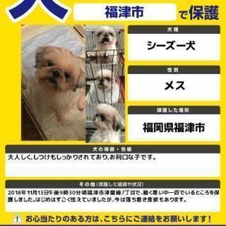 迷い犬のシーズー犬を保護しています