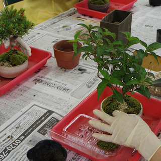 埼玉県熊谷市で「苔玉」「盆栽」「苔テラリウム」「グリーンアレンジメント」の教室を開催しています。の画像