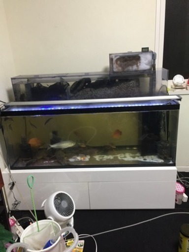 熱帯魚 売ります