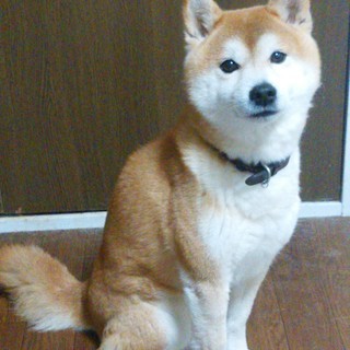 優しい柴犬の里親を探しています