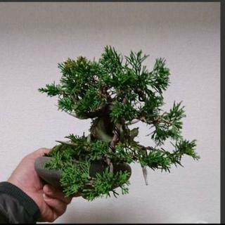小品糸魚川真柏盆栽