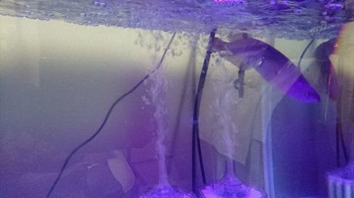 ノーザンバラムンディ