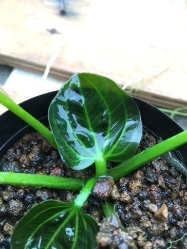エキノドルス サターンアルゼンチン 常盤の森 東かがわのその他の中古あげます 譲ります ジモティーで不用品の処分 エキノドルス サターンアルゼンチン 常盤の森 東かがわのその他の中古あげます 譲ります ジモティーで不用品の処分