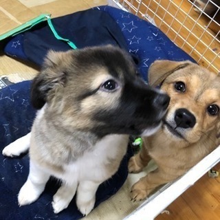 沖縄県の子犬 里親募集 ジモティー