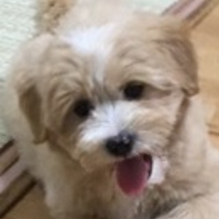 コーギーmix　子犬【赤ちゃん犬】　男の子です。 あんよからして...