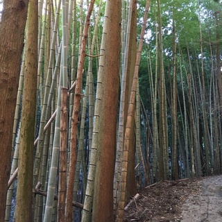 お正月 門松 受注生産品 1.8m 