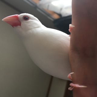 シロ文鳥♂生後6ヵ月の里親になってくれる人を募集しています