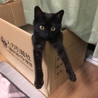 猫探してます