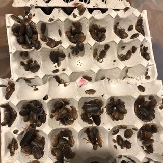 デュビア 約5キロ 全サイズMIX ケースごと おまけ付き