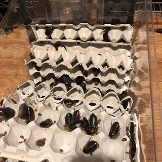 デュビア 約5キロ 全サイズMIX ケースごと おまけ付き