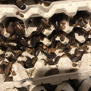 デュビア 約5キロ 全サイズMIX ケースごと おまけ付き