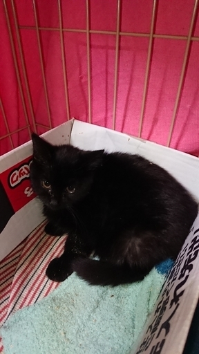 長毛mixの甘えん坊で可愛い子猫 paffy 住道の猫の里親募集 ジモティー 長毛mixの甘えん坊で可愛い子猫 paffy 住道の猫の里親募集 ジモティー