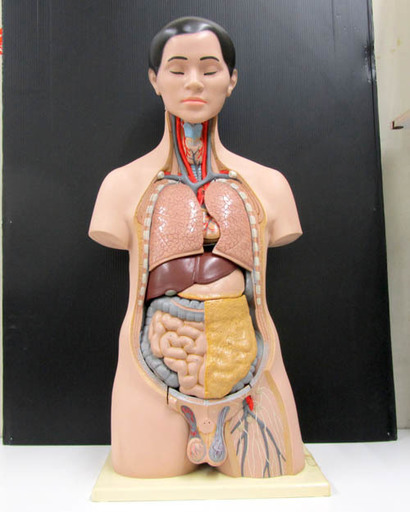 レトロ 人体模型 内臓模型 男性 上半身 人体解剖 教材 オブジェ モノハウス 宮の沢 宮の沢のその他の中古あげます 譲ります ジモティーで不用品の処分