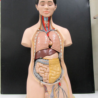 レトロ 人体模型 内臓模型 男性 上半身 人体解剖 教材 オブジェ