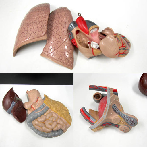 レトロ 人体模型 内臓模型 男性 上半身 人体解剖 教材 オブジェ