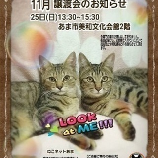 愛知県あま市で猫の譲渡会☆ねこネットあま