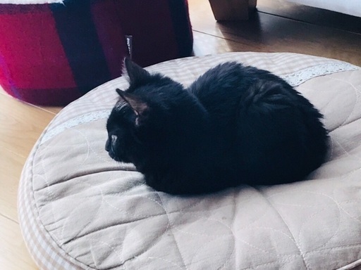 ガムテープを貼られたキャリーで捨てられていました とみー 中之条の猫の里親募集 ジモティー