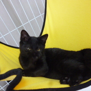 埼玉県の家猫 里親募集 ジモティー