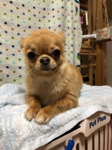 1歳4ヶ月の人なつこいチワワの男の子です もっちぃ 寝屋川市のチワワの里親募集 ジモティー