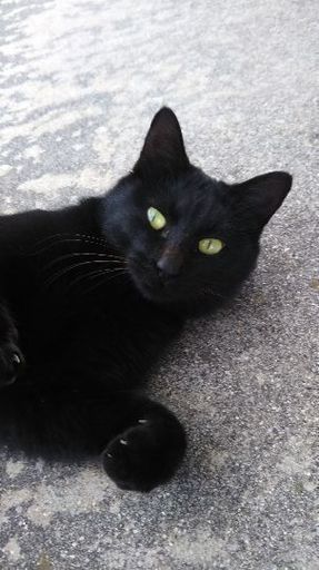 黒猫ちゃんの里親募集 まるちゃん 安城の猫の里親募集 ジモティー 黒猫ちゃんの里親募集 まるちゃん 安城の猫の里親募集 ジモティー