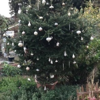 高級ドイツトウヒクリスマスツリー 2メートル