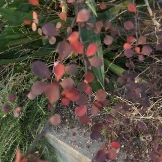 赤芽メギ 1m40㎝ 綺麗な葉っぱです☆