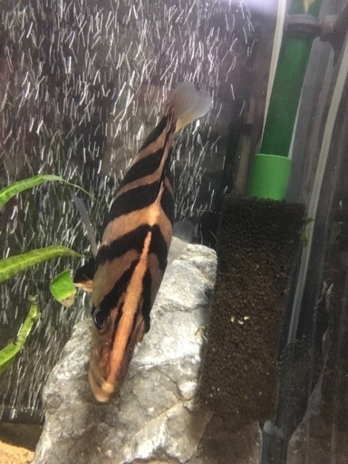 ダトニオ 熱帯魚