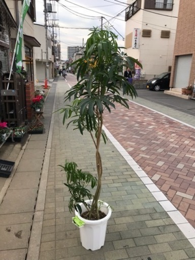 シユフレア 観葉 耐寒 耐光