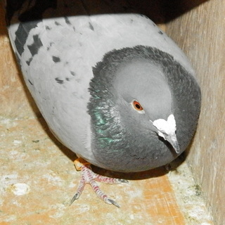 レース鳩、差し上げます − 兵庫県