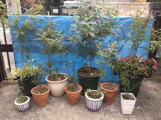 トネリコ  鉢植え  大   ー   小  10本