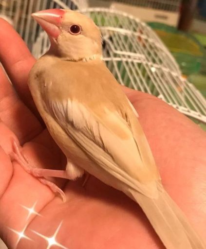 手のり文鳥のヒナ譲ります ちゅん 周南のその他の里親募集 ジモティー