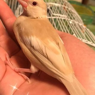 手のり文鳥のヒナ譲ります。