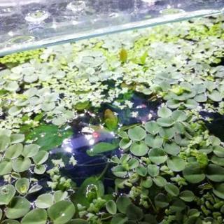 オオカナダモ　水草　浮草