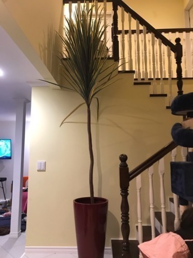 ドラセナ 人工観葉植物 330cm 売ります！