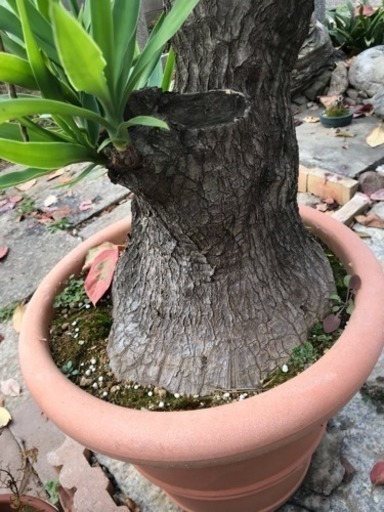 幸福の木 巨大！