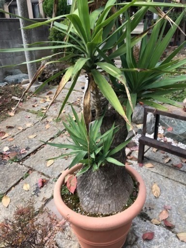 フルスクラッチ 水辺に住む船大工の古民家1/50